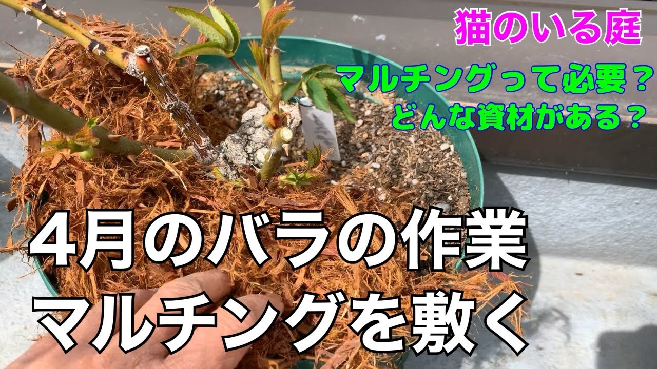 猫のいる庭 4月 バラの根元ににマルチングを敷く クリプトモスの場合 Youtube
