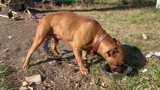 Real Pitbull Not The Fake One Names Can Be Copied But Hard Work Can Not Be Mimicked