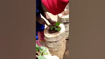 Grow Vegetables 