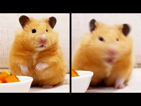 Another Weird Hamster?