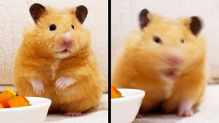Another Weird Hamster?