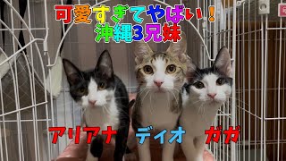 【沖縄っ子12便隊】可愛くて天使みたいな3兄妹の子猫達