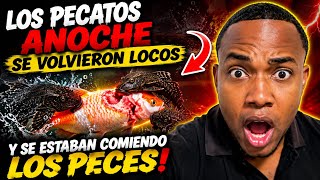 LOS PECES GATOS SE VOLVIERON LOCOS ANOCHE 😱