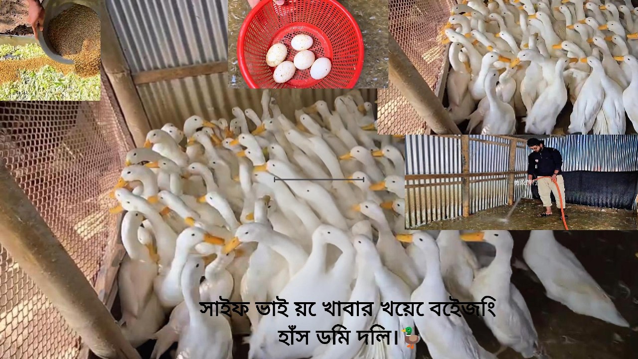 সাইফ ভাই য়ে খাবার খেয়ে বেইজিং হাঁস ডিম দিল।🦆
