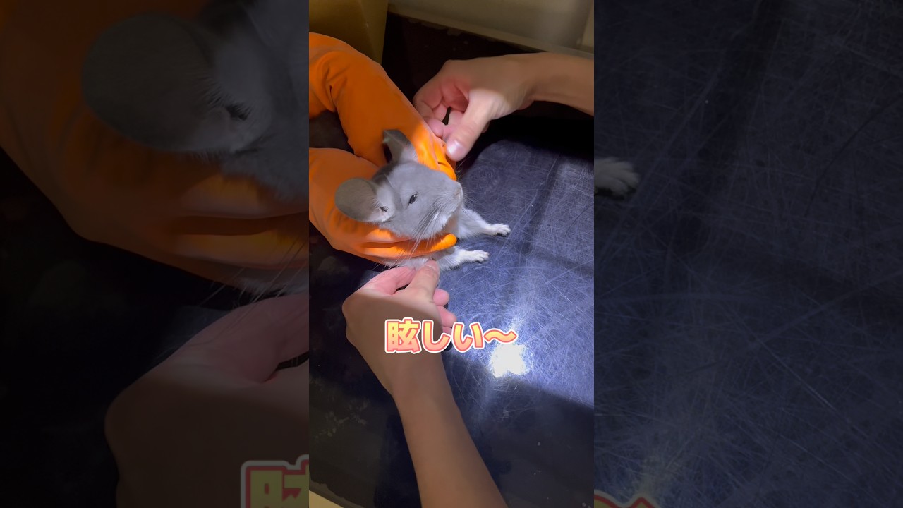 レントゲンをがんばるチンチラ