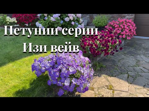 Петунии , которые
