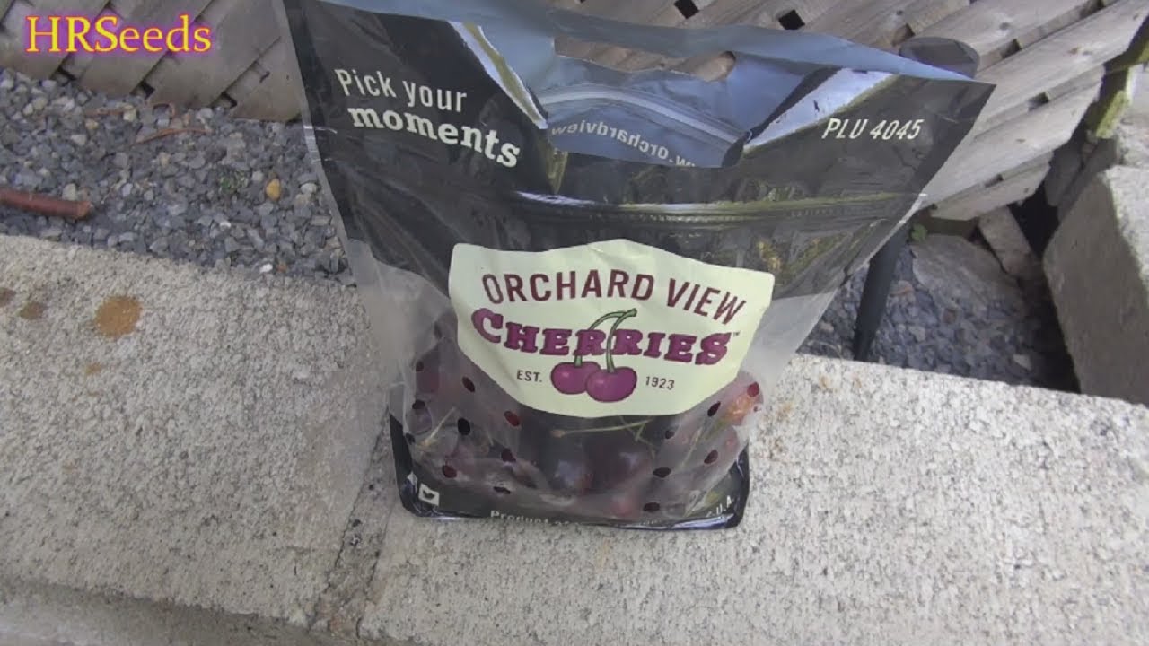 ⟹ Orchard View Cherries | Prunus avium | Fruit Review