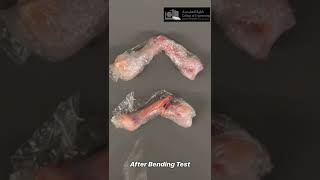 Chicken bone Failure test - Mechanics of Materials