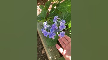 #shorts My Tuff Stuff Lacecap Hydrangea Bloomed