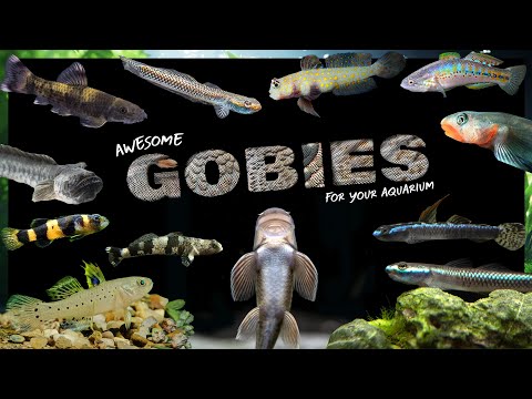 Best Freshwater Gobies For Your Fish Tank Find The Perfect Goby For Your Aquarium 