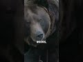 Yellowstone’s Hidden Wonders 🌋 A Must See Adventure! #Shorts