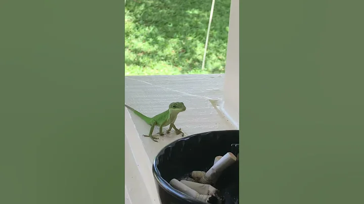 Poor lizard forced to eat off a filthy ashtray