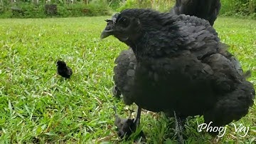 Cemani Qaib Hmong - New Hatchlings