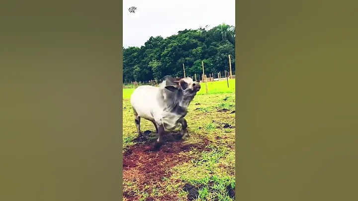Incredible Bull - By leonardo.patrick...  (Ig)