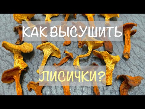 КАК ВЫСУШИТЬ ЛИСИЧКИ НА ЗИМУ? Fox mushrooms for winter!