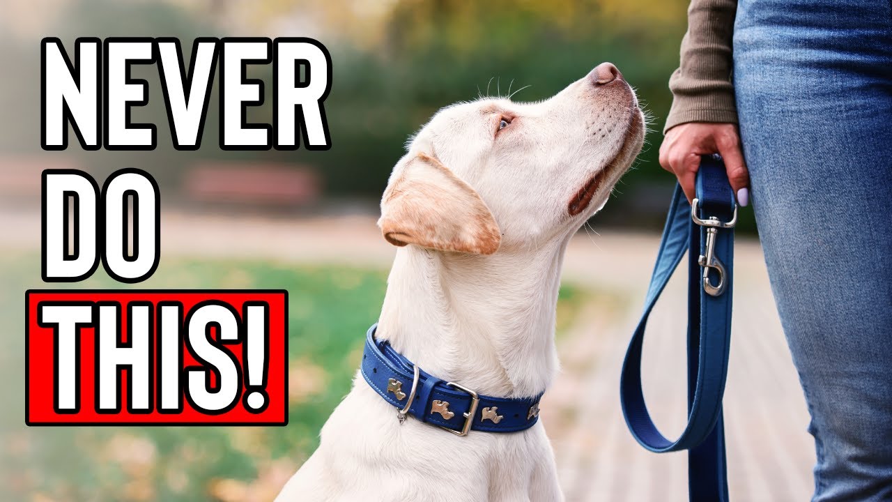 10 Things Your Dog Will NEVER Forgive - YouTube