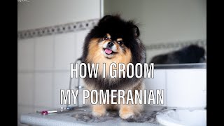 How To Groom a Pomeranian