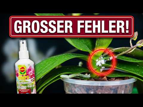 Wollläuse an Orchideen: Warum dieses Mittel nicht geholfen hat