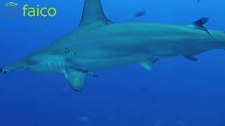 El tiburón martillo de encuentra en estado crítico de extinción según la IUCN...