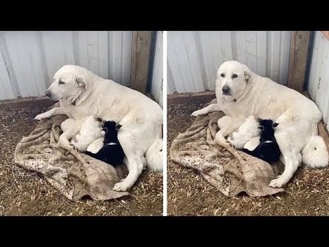 Mother Dog Adopts Baby Goat