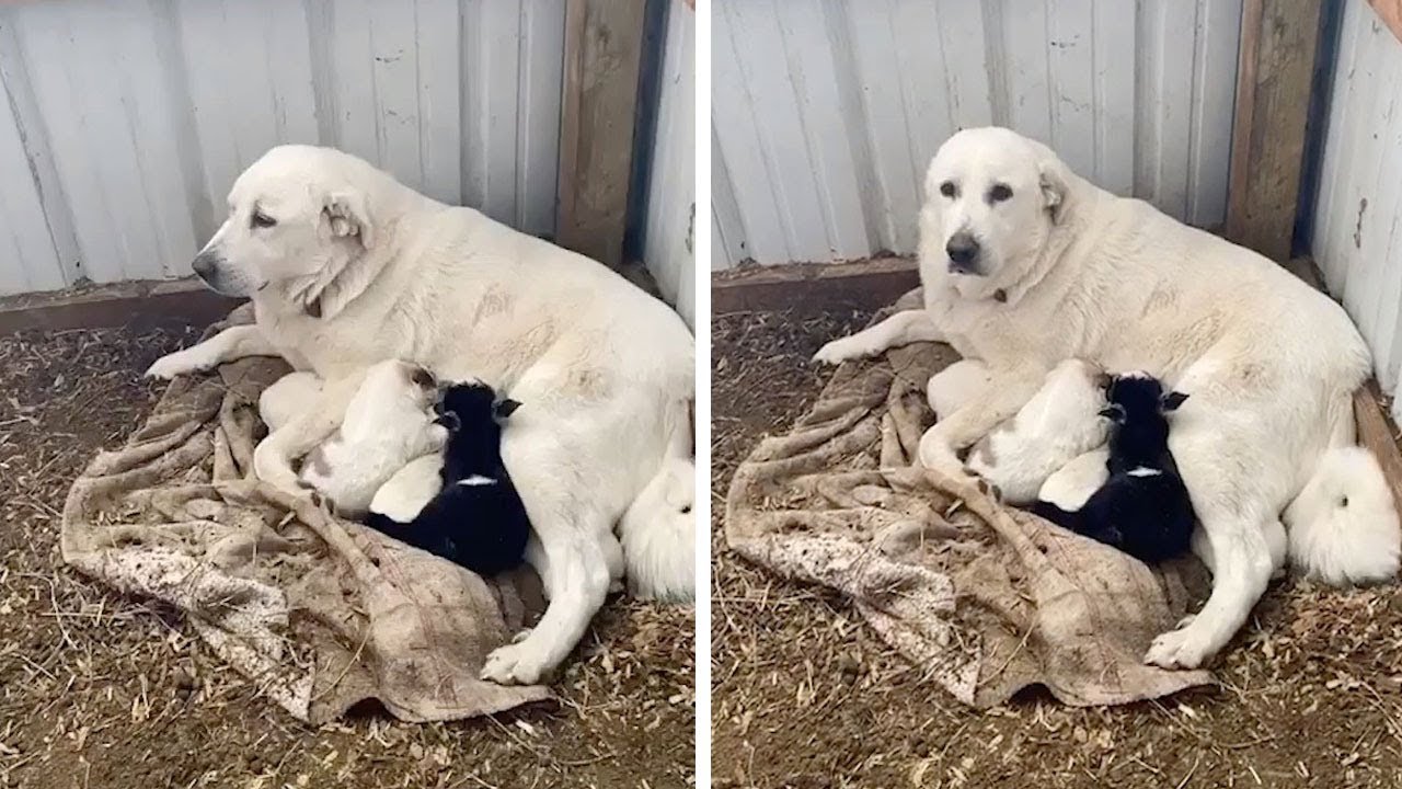 baby goat and dog