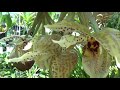 Stanhopea In Bloom. I Can&#39;t Be Everywhere... S. Tigrina в цвету