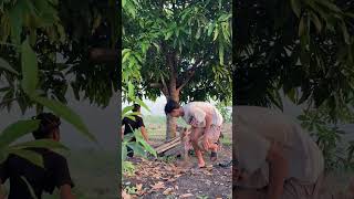 Two Friends Reacting in Surprise as a Wooden Bench Suddenly Gives Way