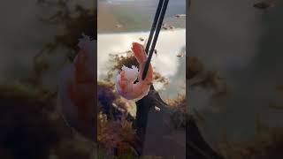 Baby Fish Eat Shrimp For The First Time!