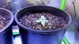 🤪 My 4x4 pheno hunt! IG: @maxs_420_grow 🔥 Hunting for potency, special plants & recreational herb!!!