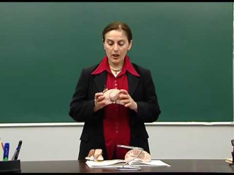 თავის ტვინი. დიდი ნახევარსფეროები