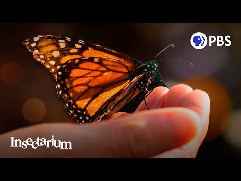 Butterfly Effect: Can