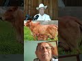 Doctor Espinoza guzarat vs brahman fertilidad y cuidado #ganaderia #brahman #nicaragua