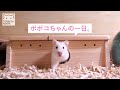 ポポコちゃんの一日。【ゴールデンハムスター】/One day hamster POPOCO.