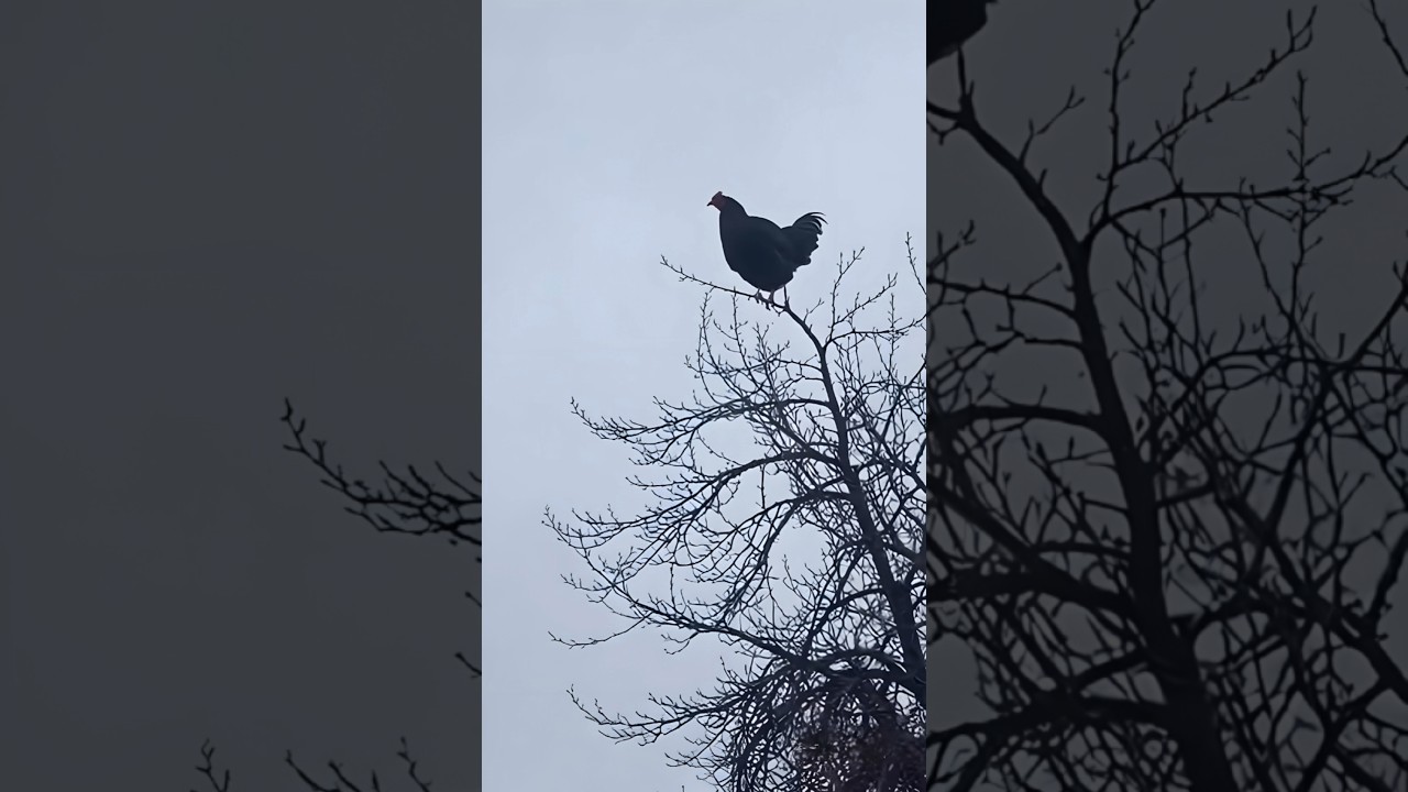 Screaming Chicken on tree 🐓 viral meme 