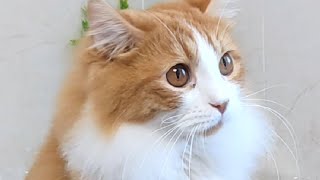 My Cats Smell Salmon And Use Hand To Open Plastic Bag To Eat by Handsome Cats 368 views 2 years ago 2 minutes, 17 seconds