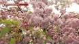 Магия цветения сакуры ile ilgili video