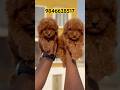 Toy poodle puppies in kerala #shorts #shortsfeed #shortsviral