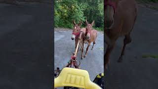 6-25-26 training mules
