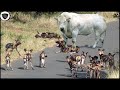 Pack Of Wild Dog Fierce And Bloodthirsty Destroy Big Prey Too Brutally || Animal Planet Discovery