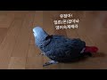 [김루이] 누나한테 잔소리하는 앵무새