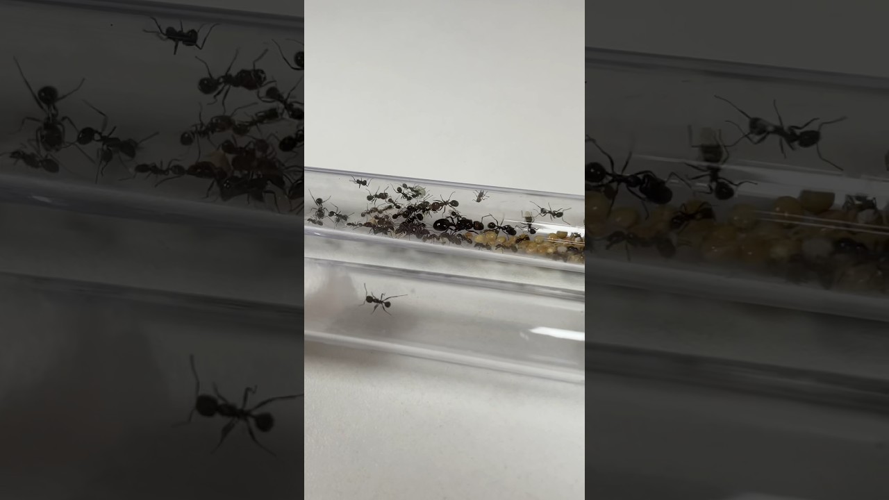 J’ai déménagé mes fourmis moissonneuses