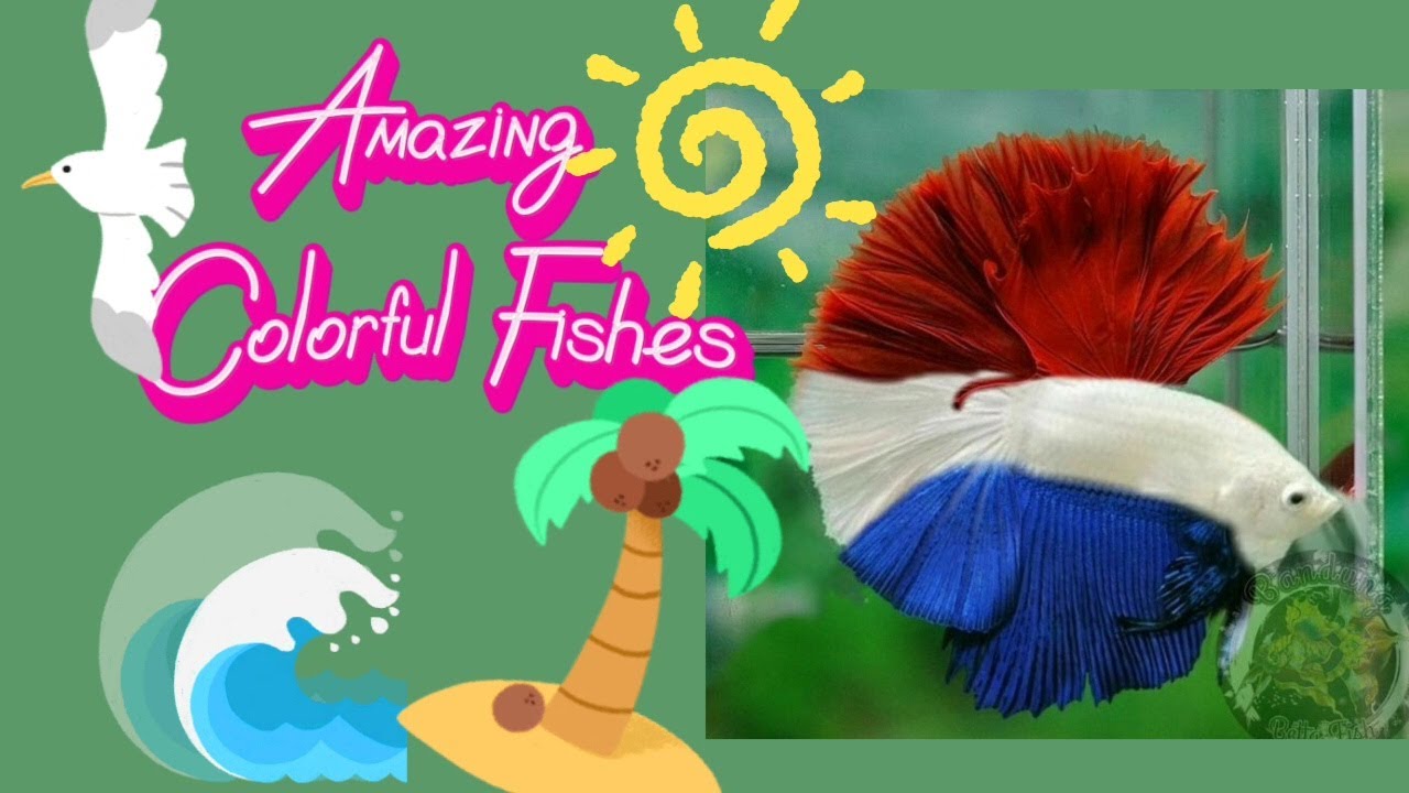 Fun Colored Fish AMAZING COLORFUL.FISHES #fish #ocean #highlights #subscribers #pets # ...