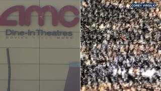 VIDEO: Tiny bugs crawl all over carpet at California AMC Theatre | ABC7