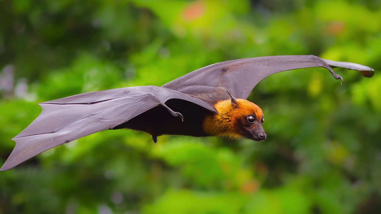 can bats live in a mattress