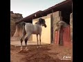 خيل عربي أصيل