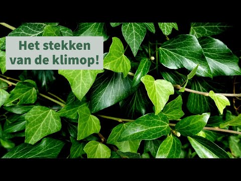 Video: Klimop