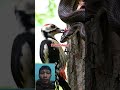 aneh⁉️ular cobra hanya diam #woodpecker #snake #animals #wildlife #cobra