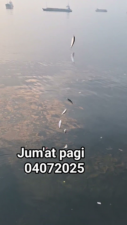 strike jumat pagi#muarabaru #dammerah #fishing #mancingmania