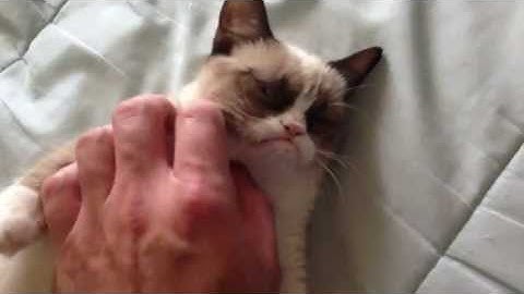 The Original Grumpy Cat (Original Video)