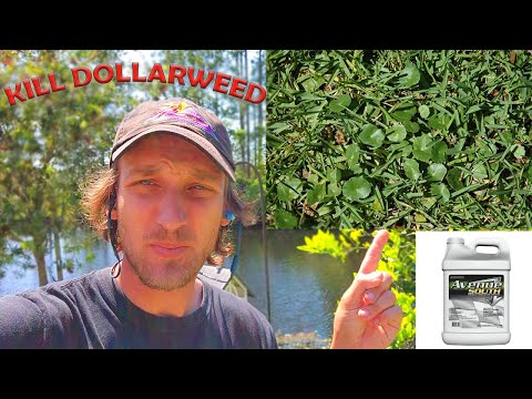 Video: Dolerių piktžolių naikinimas: patarimai, kaip atsikratyti dolerinių piktžolių